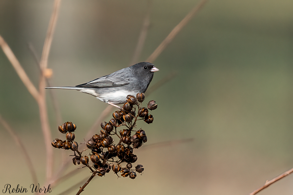 20250104Dark Eyed Junco-RD5_7341-Edit.jpg