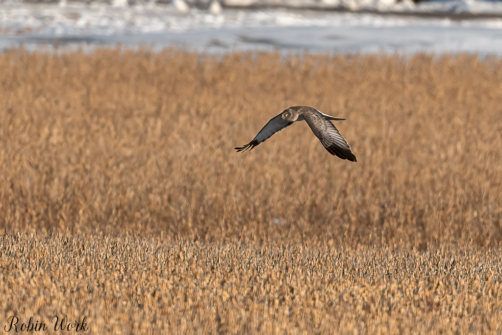 20250124Bald Eagle-RD5_9030-Edit.jpg