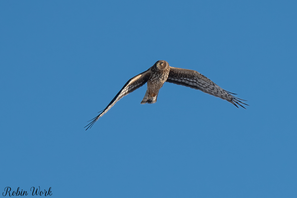20250221-RD5_9427-Edit.jpg