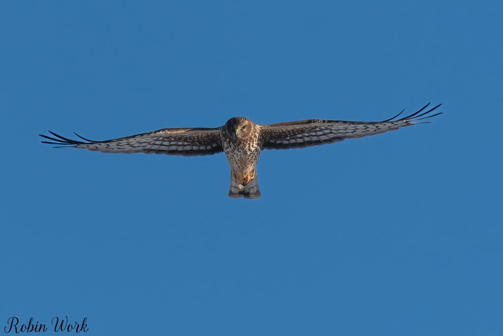 20250221-RD5_9429-Edit.jpg