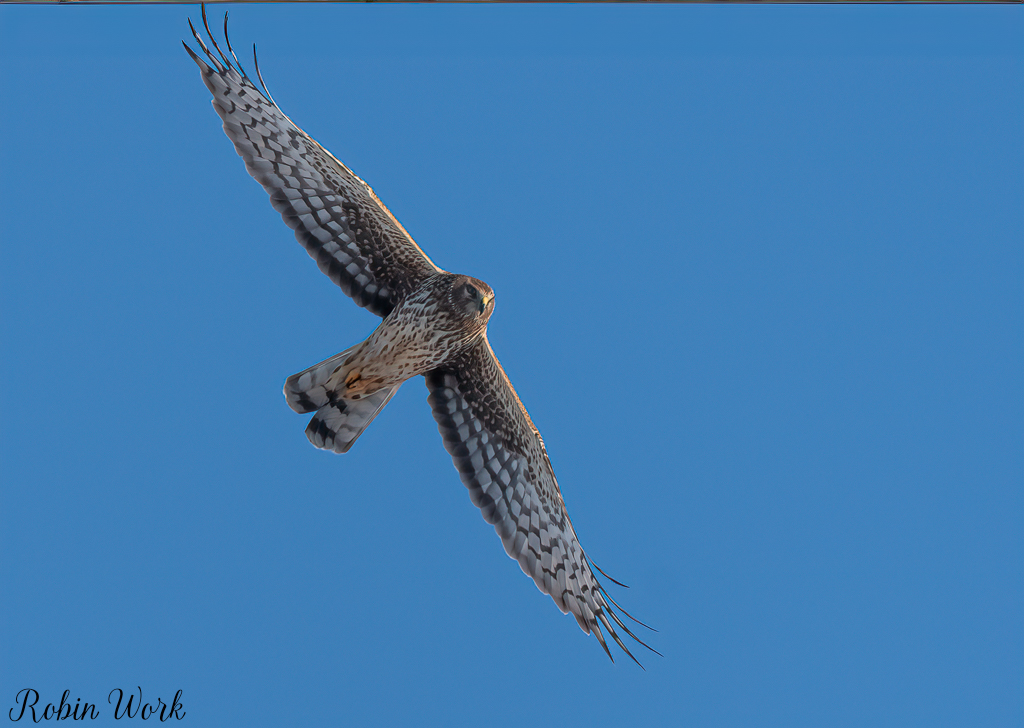 20250221-RD5_9435-Edit.jpg
