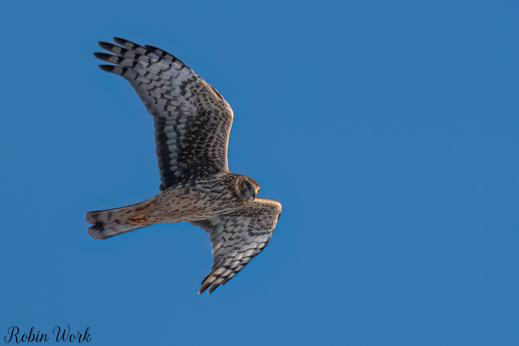 20250221-RD5_9438-Edit.jpg