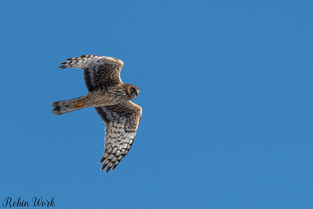 20250221-RD5_9439-Edit.jpg