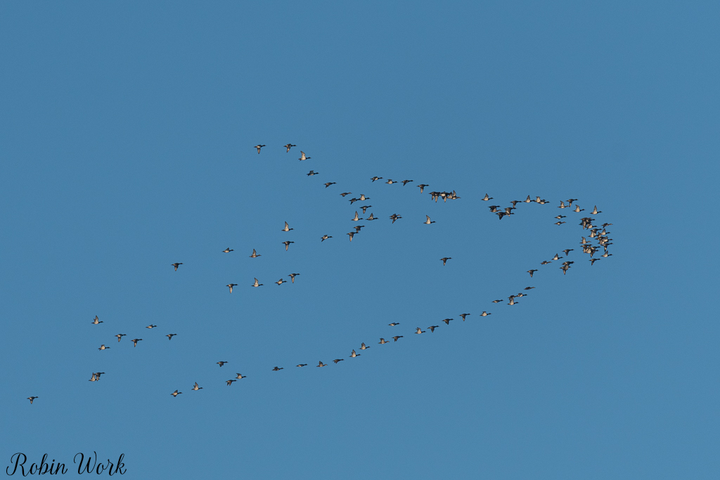 20250221-RD5_9504.jpg