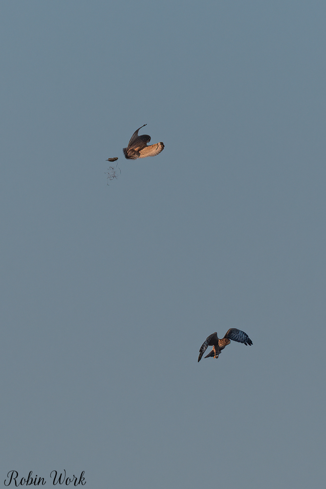 20250221-RD5_9545-Edit.jpg