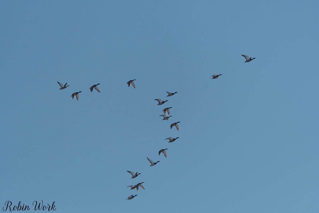 20250221-RD5_9551.jpg