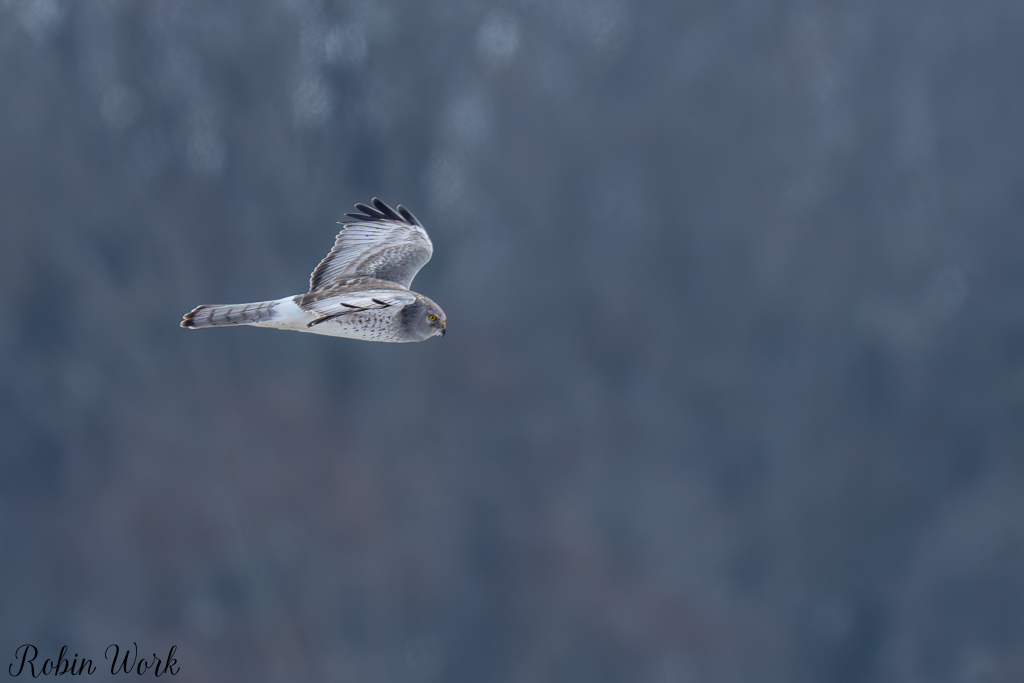 20250222-RD5_9661-Edit.jpg