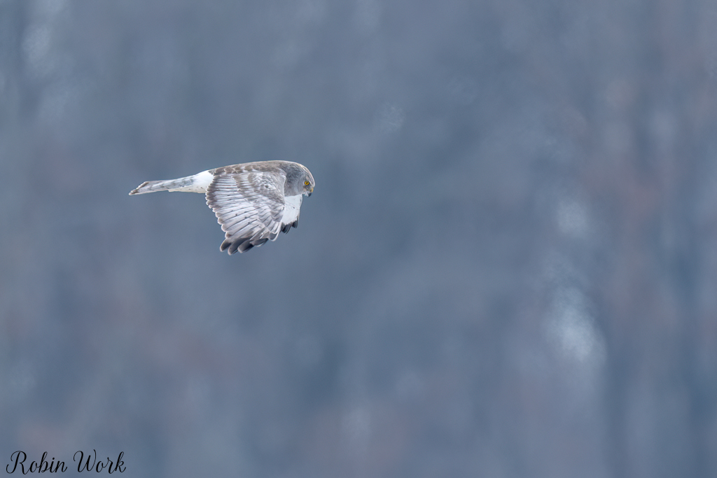 20250222-RD5_9662-Edit.jpg