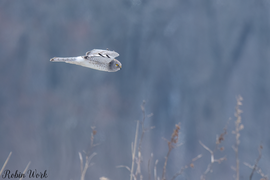 20250222-RD5_9664-Edit.jpg