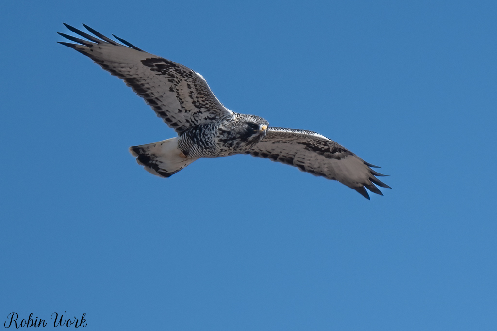 20250222-RD5_9717-Edit-Edit-2.jpg