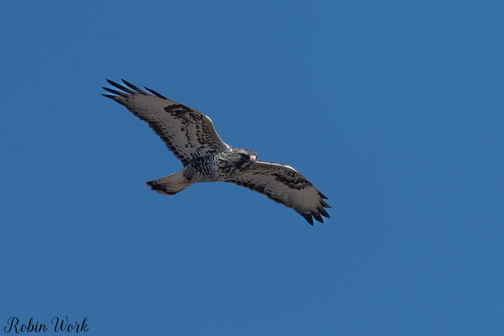 20250222-RD5_9719-Edit.jpg