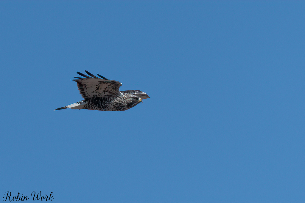 20250222-RD5_9728-Edit.jpg