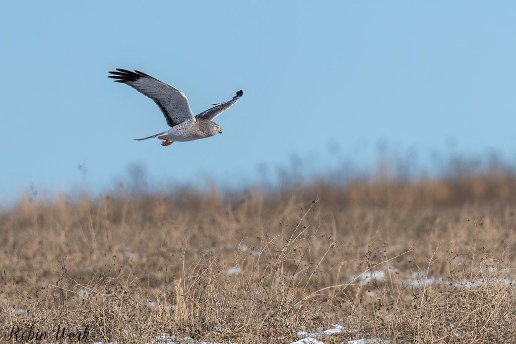20250222-RD5_9793-Edit.jpg