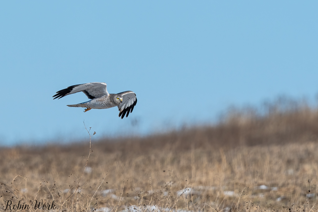 20250222-RD5_9804-Edit.jpg