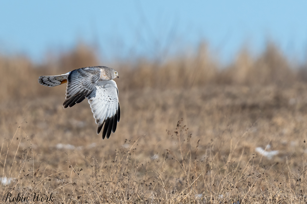 20250222-RD5_9809-Edit.jpg