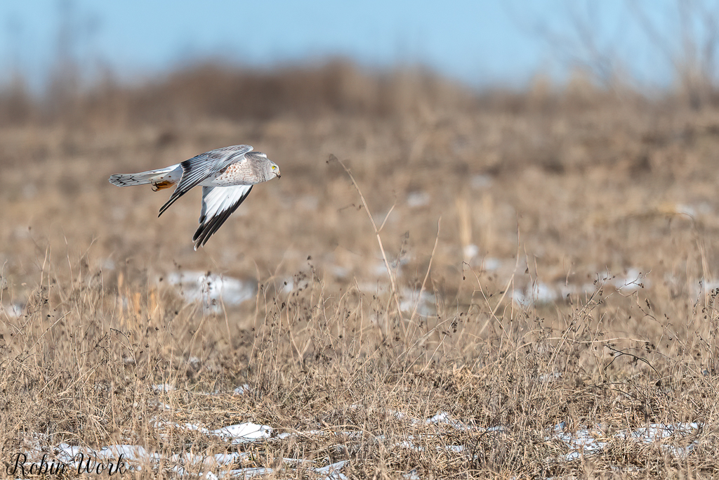 20250222-RD5_9811-Edit-2.jpg