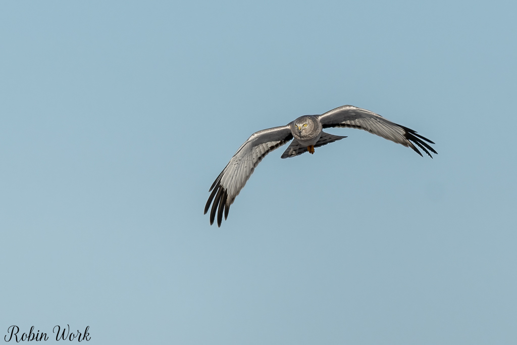 20250222-RD5_9864-Edit.jpg