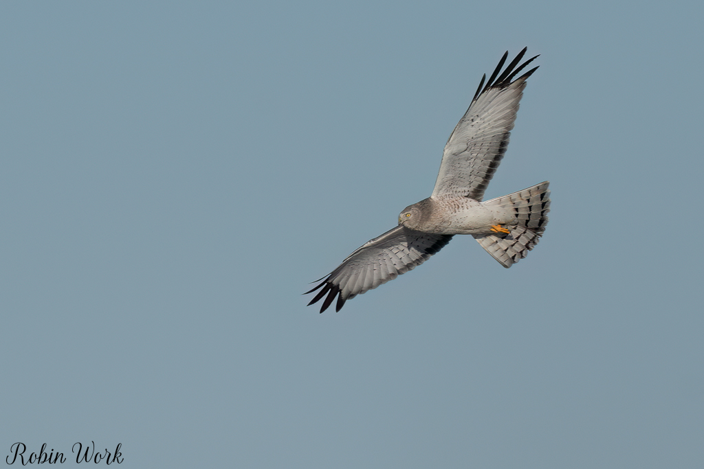 20250222-RD5_9867-Edit.jpg