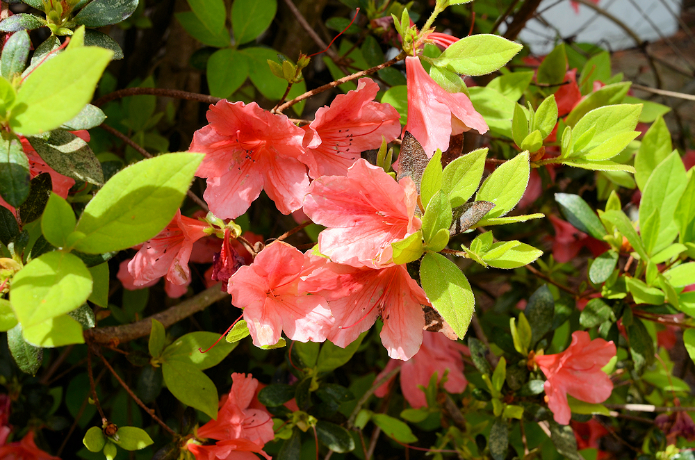 2026-04-03 Azaleas With 35mm f2 Lens - for upload.jpg