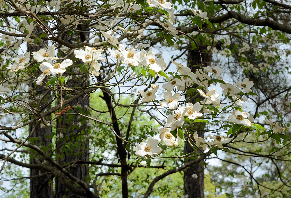 2026-04-03 Dogwoods With 35mm f2 Lens - for upload.jpg
