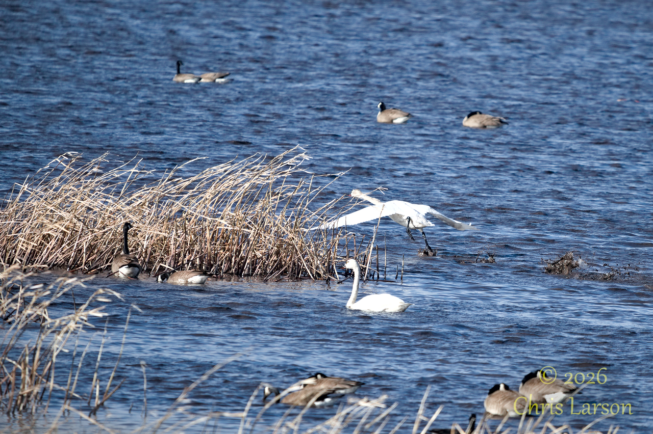 2026-04-06_goose pond03.jpg