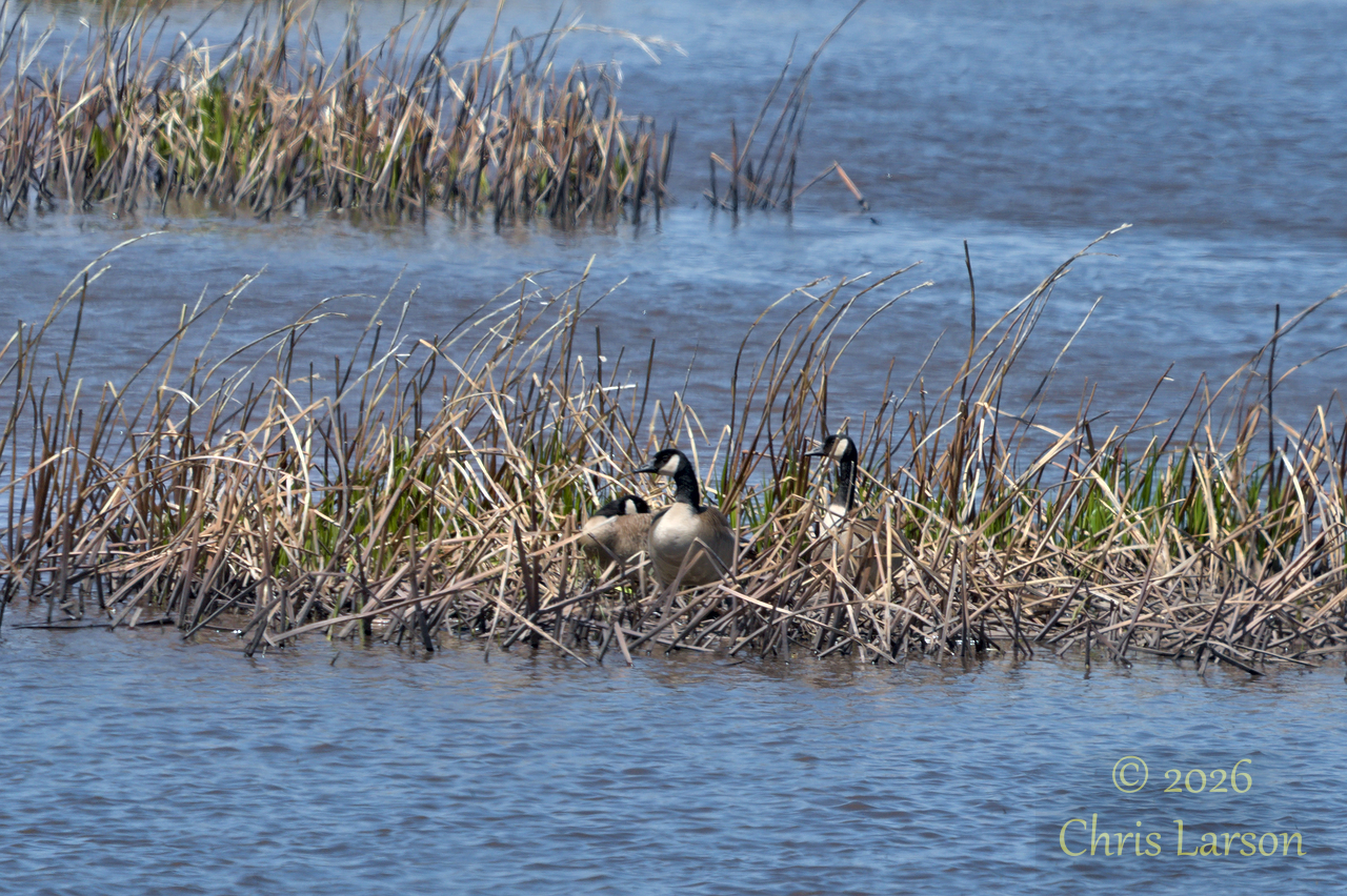 2026-05-08_Goose Lake Canada Geese.jpg