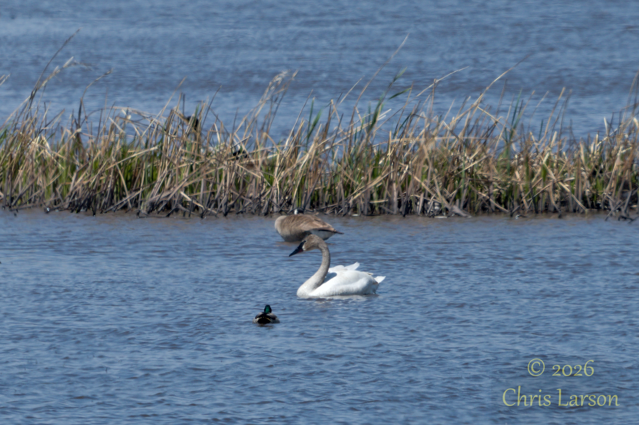 2026-05-08_Goose Lake Swan.jpg