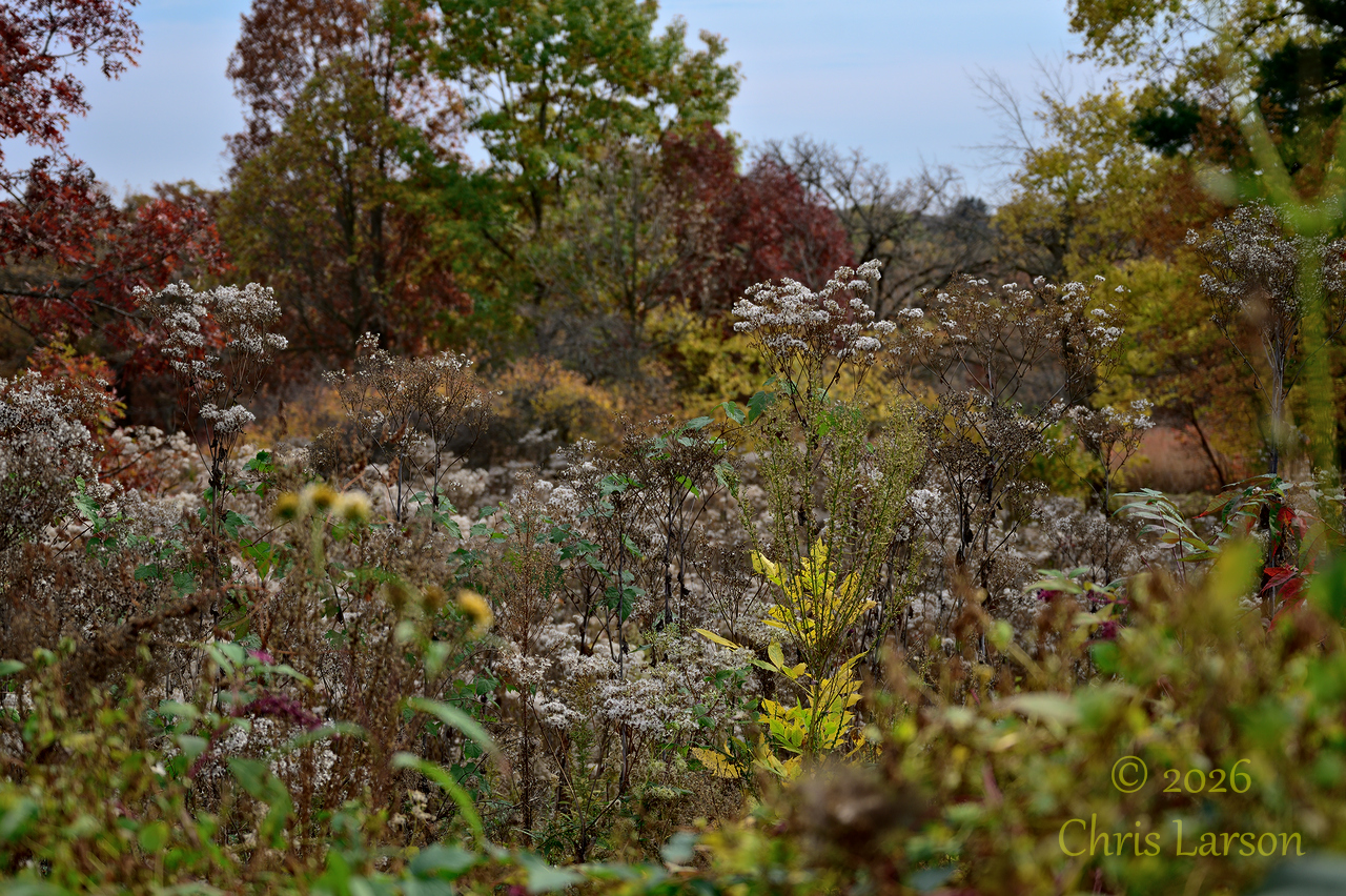 2026-10-26 Colors.jpg