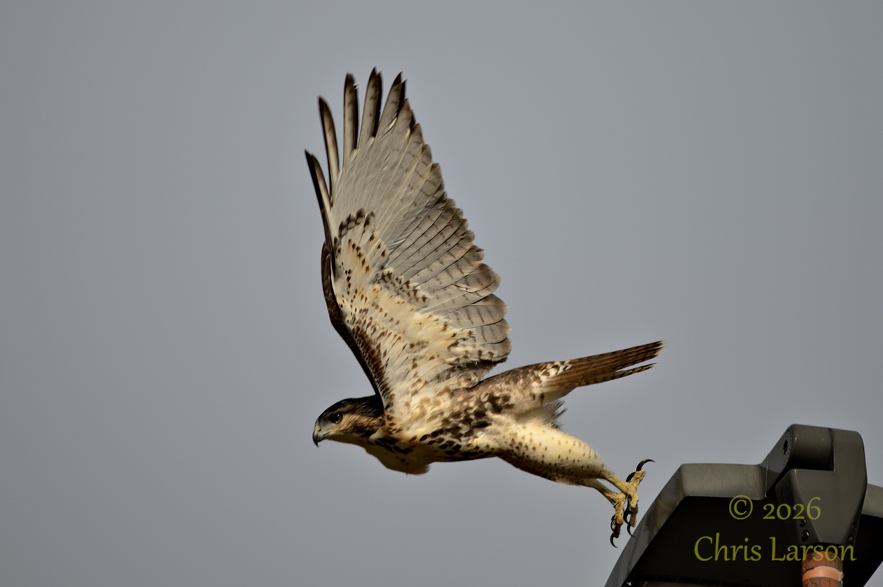 2026-10-26 Hawk2.jpg