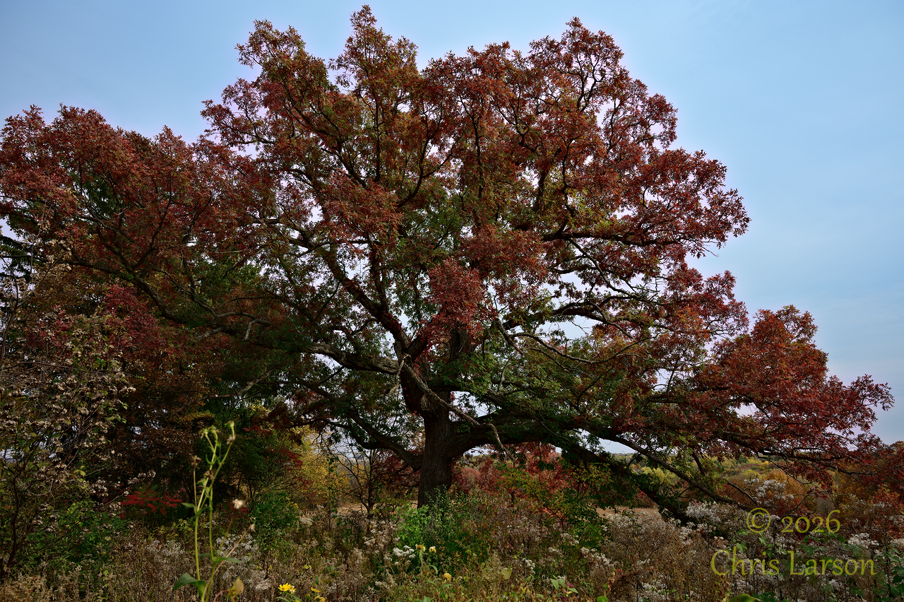 2026-10-26 Tree.jpg