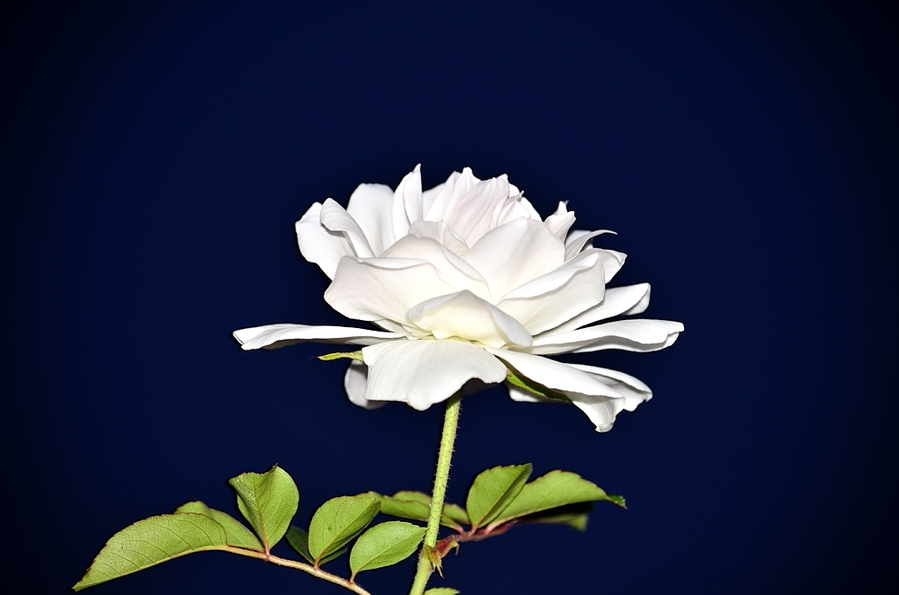 20th Mar 2014 039.JPG
