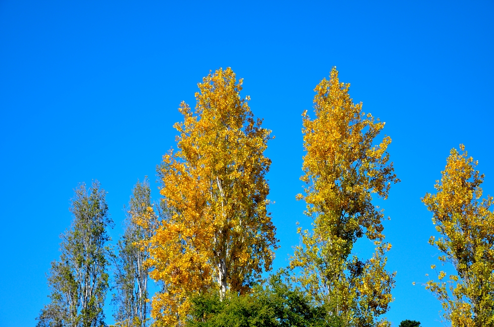 20th Nov 2015 005.JPG