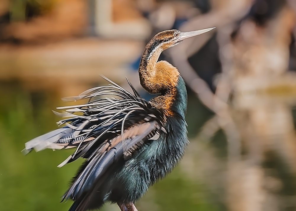 21 February 2016 - African Darter.jpg