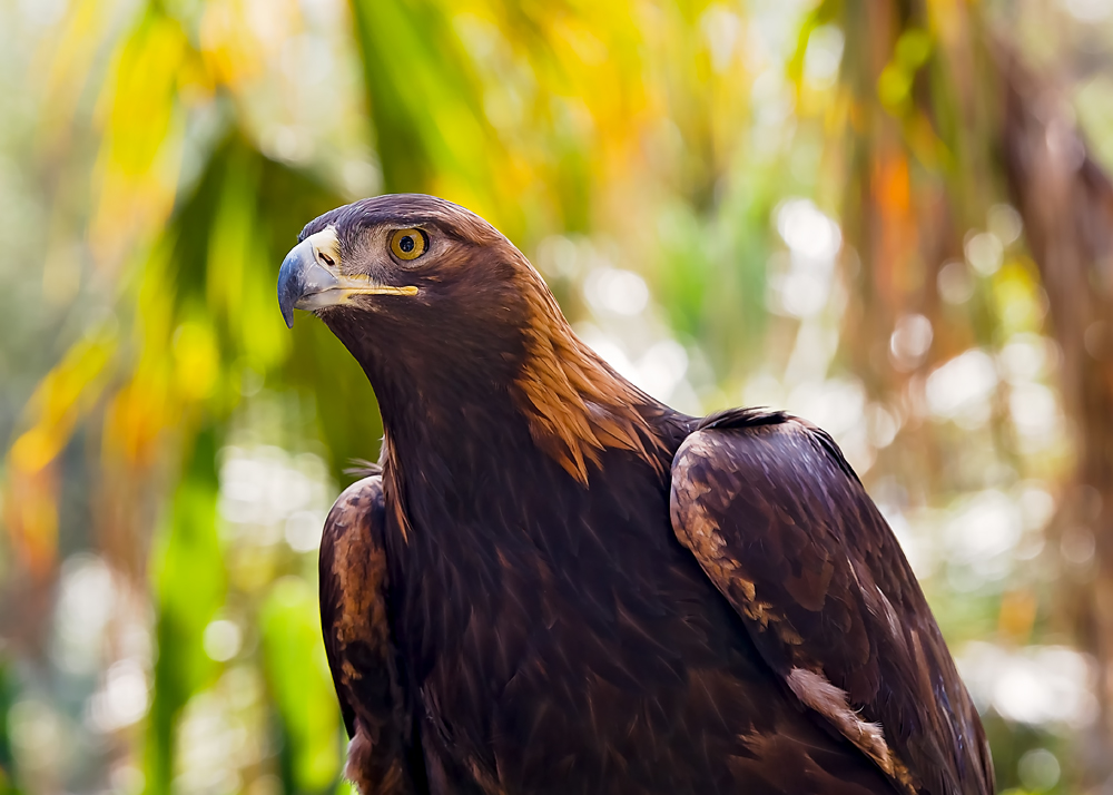 21 March 2016 - Golden Eagle.jpg