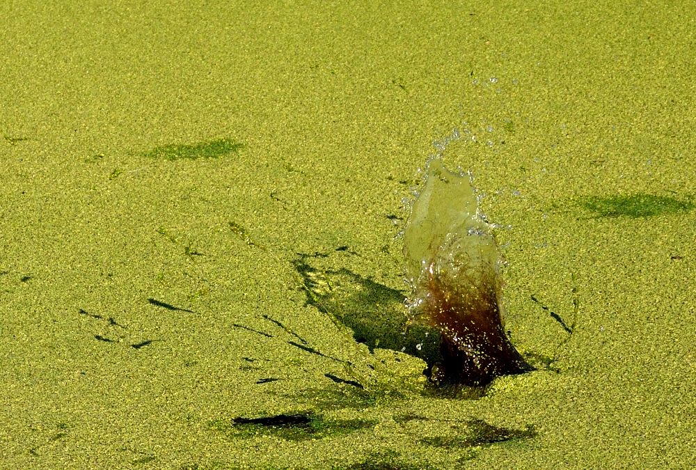 21st Aug 2015 016.JPG