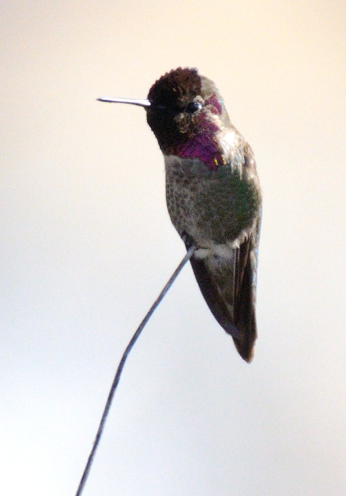 21st Mar 2015 054.JPG