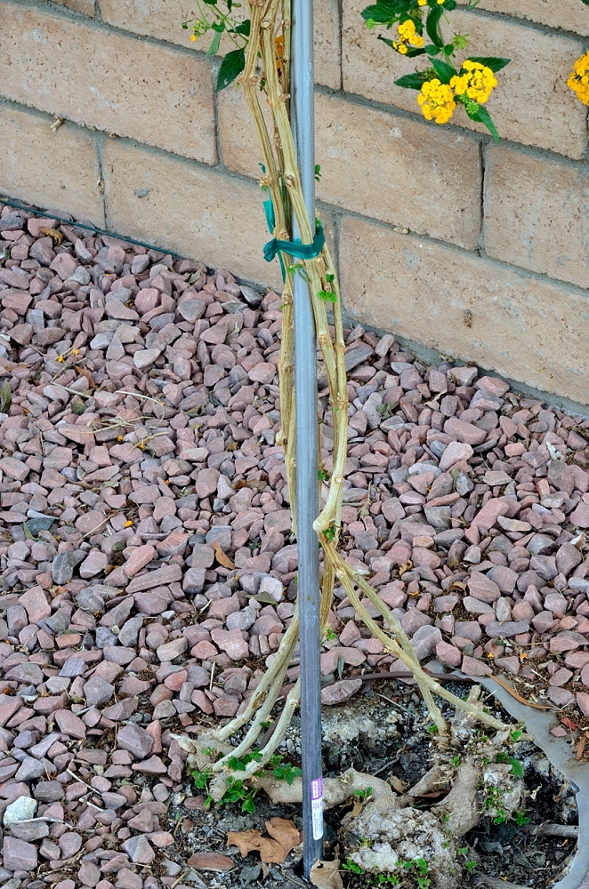 21st Oct 2014 006_01.JPG