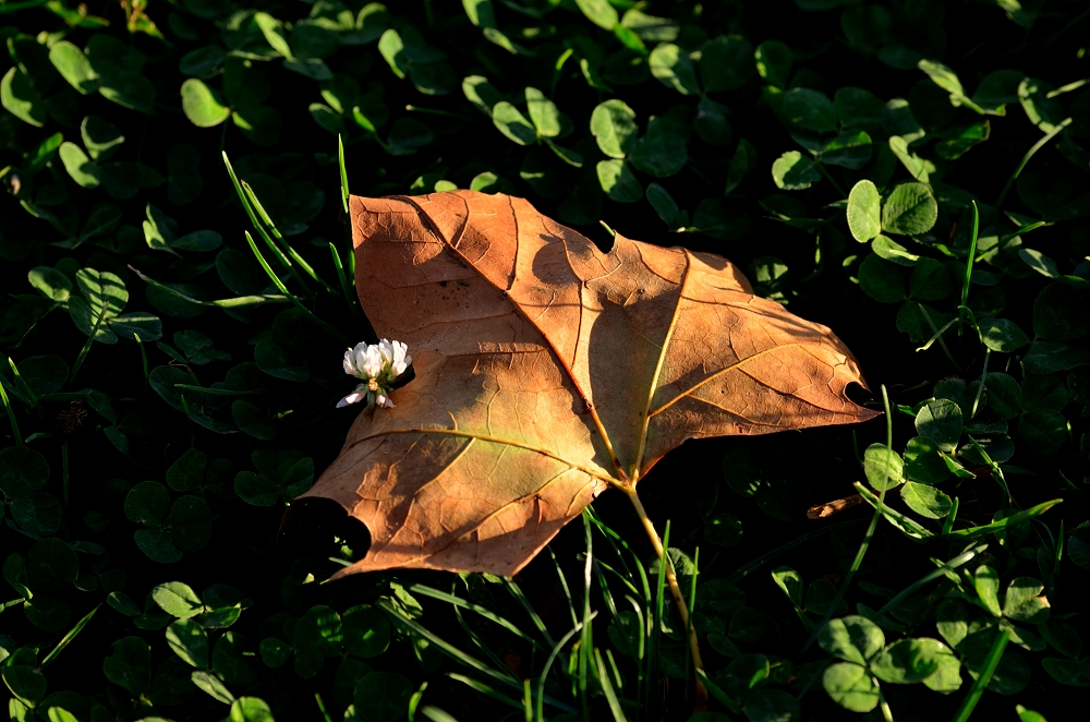 21st Oct 2015 005.JPG