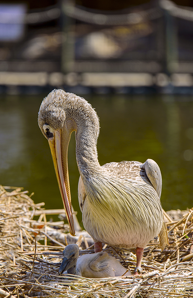22 March - Pelicans.jpg