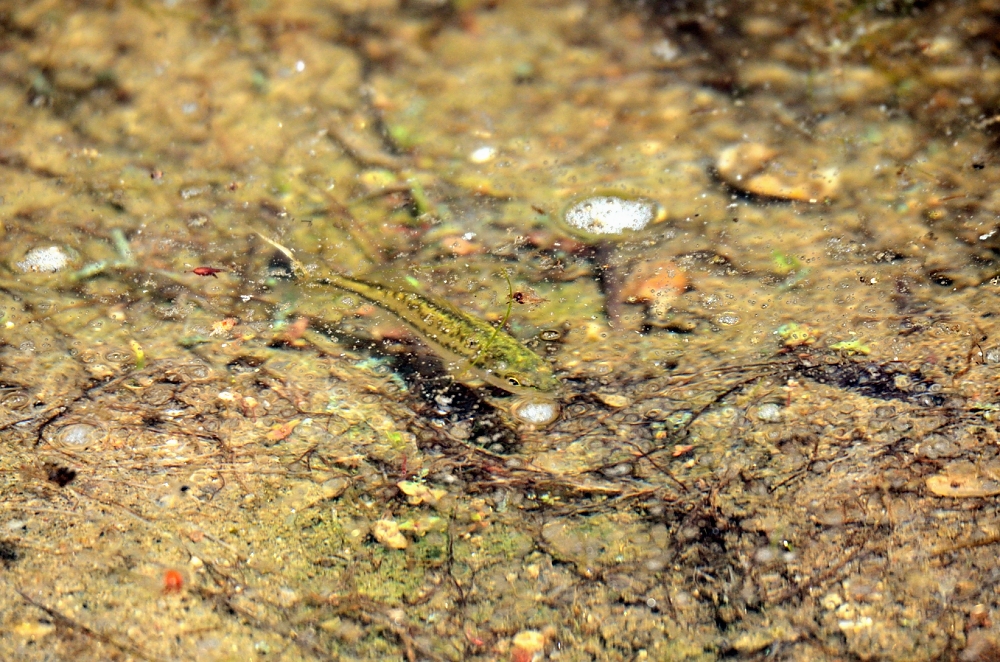 22nd June 2014 094.JPG