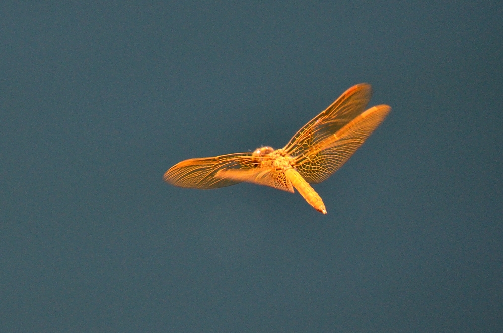 22nd June 2014 100.JPG