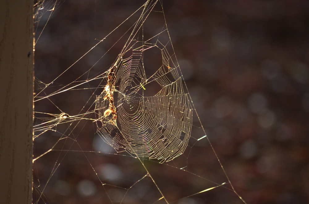 22nd Oct 2015 015.JPG