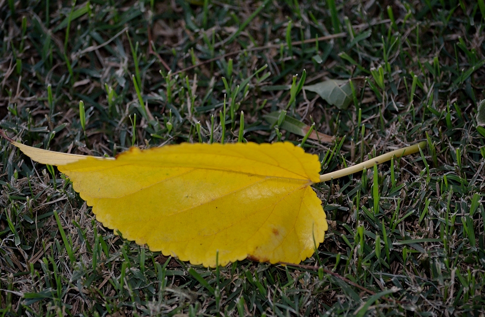 22nd Oct 2015 026.JPG