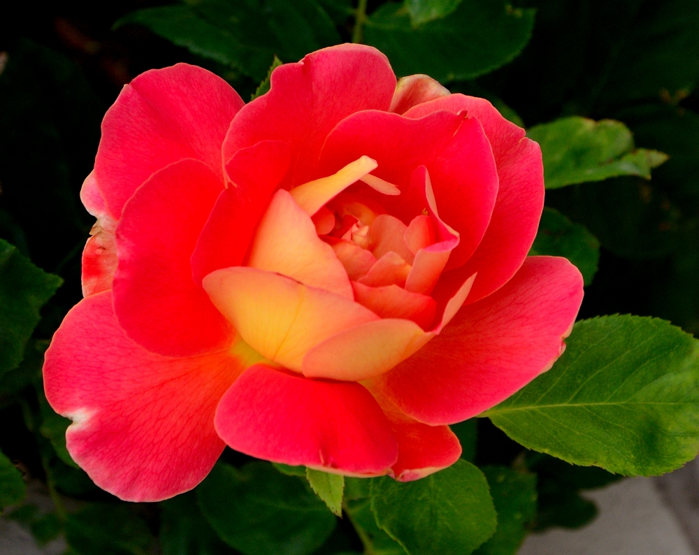 23rd May 2015 023.JPG