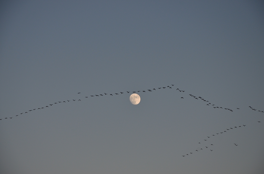 23rd Nov 2015 005.JPG