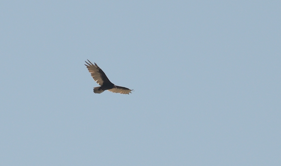 23rdAug 2015 046.JPG
