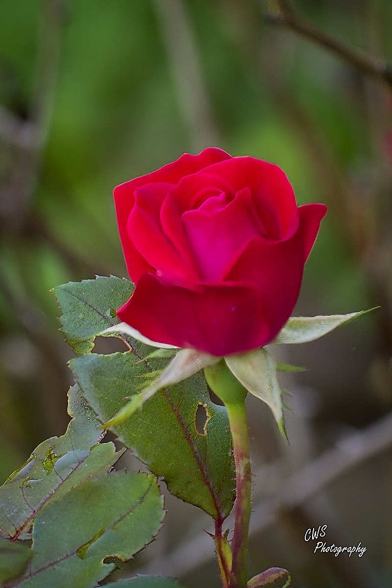 24-05-08_D503961-240508-165215-ON1-CR.jpg