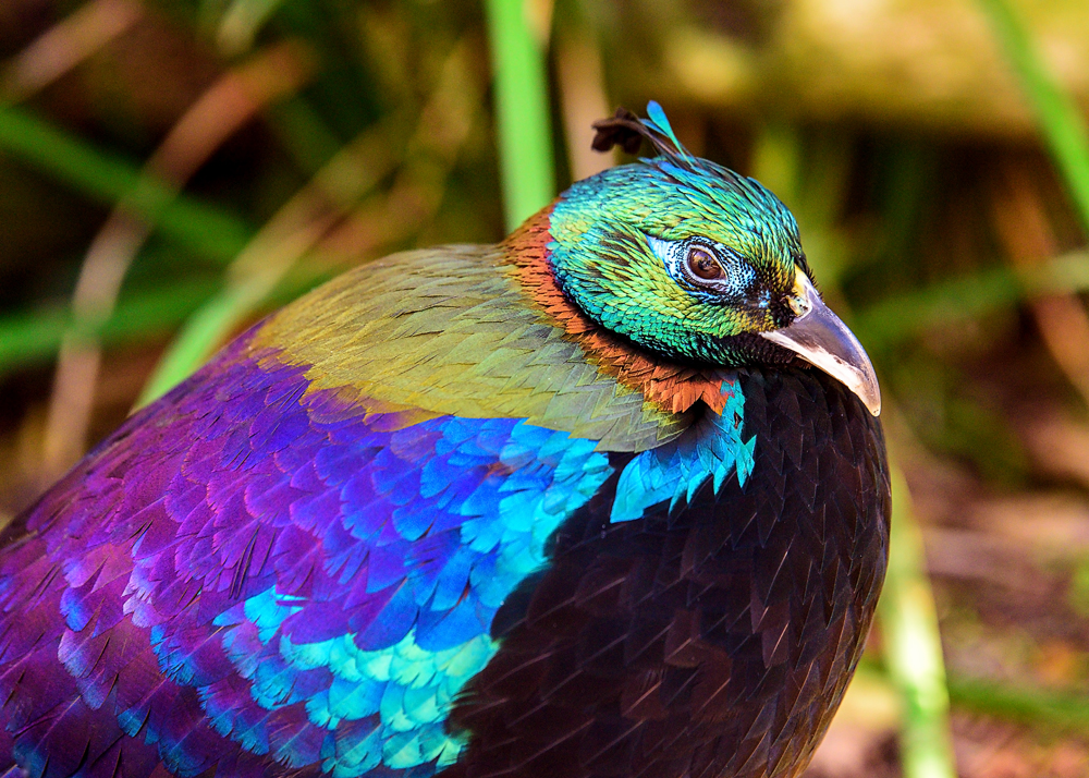 24 January 2016 - Himalayan Monal.jpg