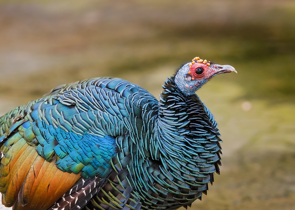 24 March 2016 - Big Colorful Bird.jpg