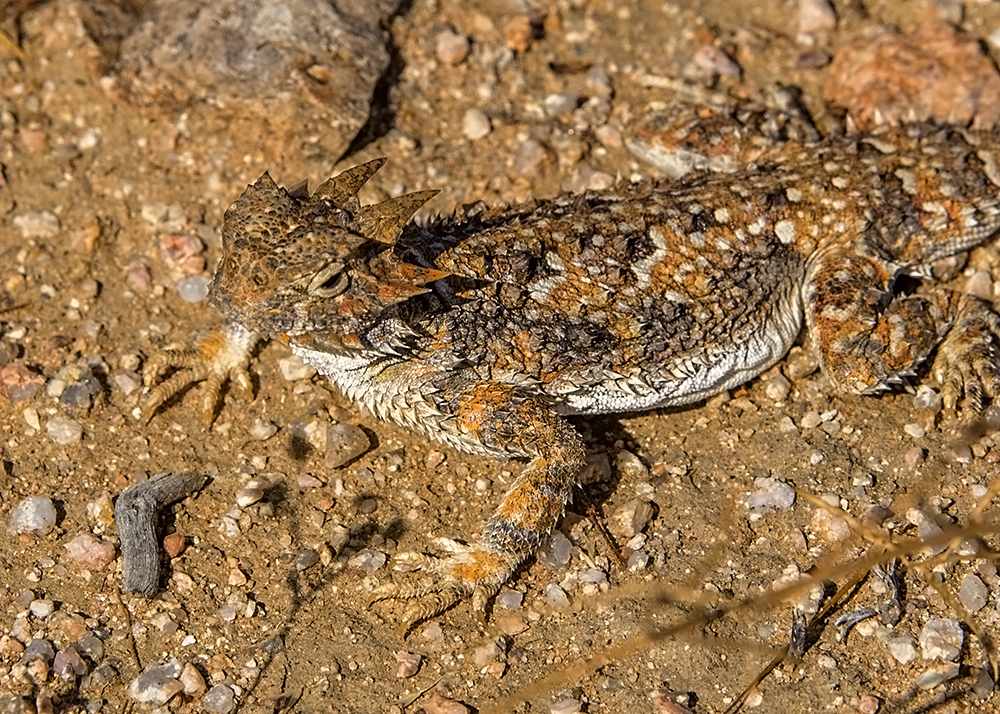 24 May 2015 - California Horned Lizard.jpg